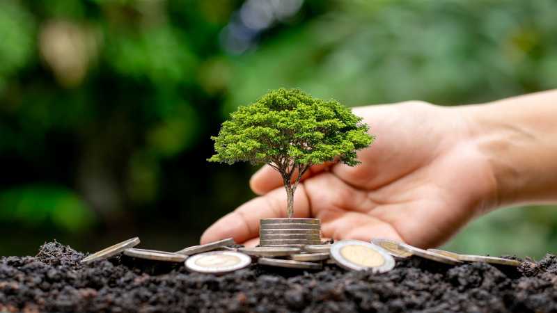 A small tree grows on stacked coins with a hand nearby, symbolizing investment growth or eco-finance